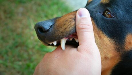 rabies vaccine great barr