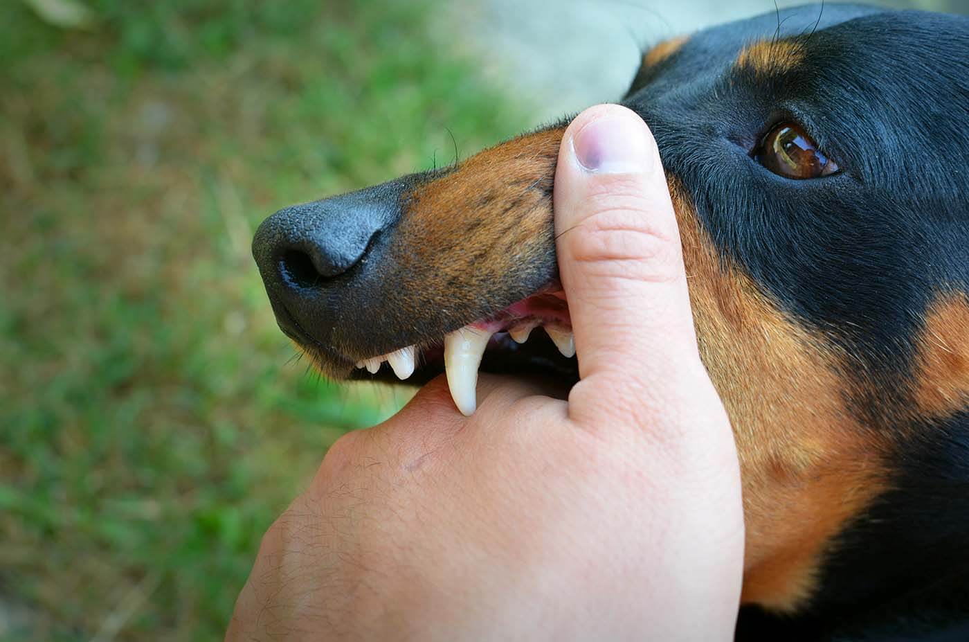 rabies vaccine great barr
