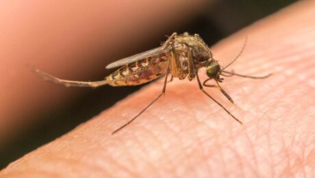 yellow fever vaccine great barr