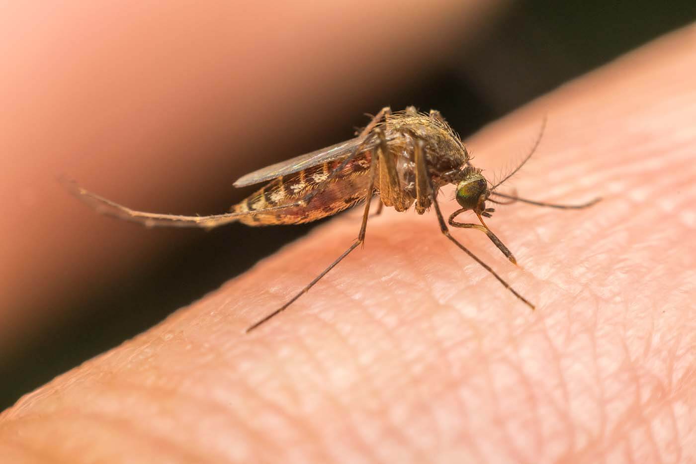 yellow fever vaccine great barr