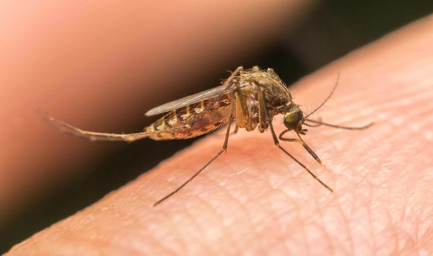 yellow fever vaccine great barr