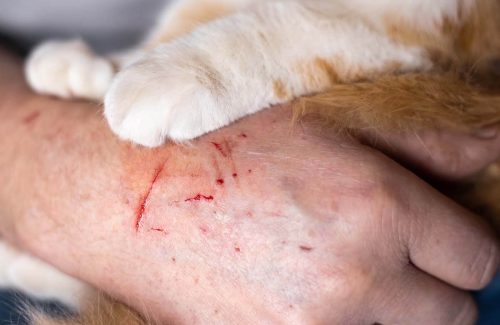 rabies vaccination near me great barr